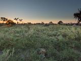 Africa 046 : Africa, Animal, Botswana, Leopard, Mammal, Mombo, Nature, Okavango, Sunset